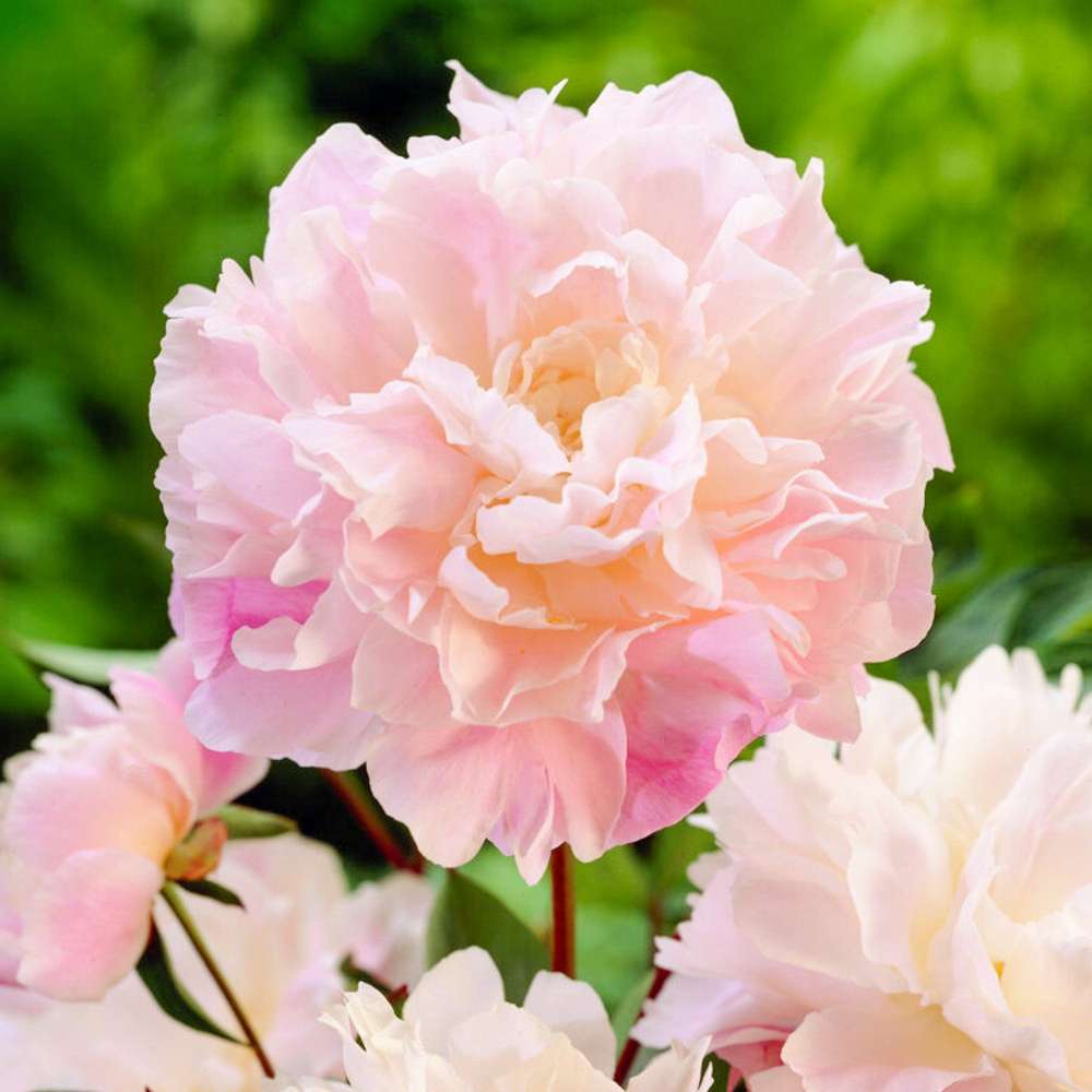 Pæon 'Catharina Fontijn'